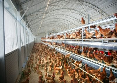 Feststall Rundbogen: Hühnerherde in einem voll besetzten Stall zur Legehennenhaltung.