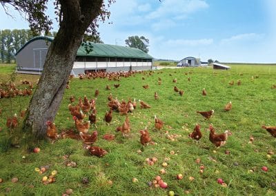 Mobilstall Rundbogen: Glückliche Hühner unter einem Apfelbaum.